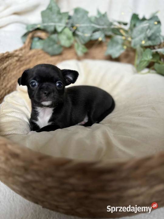 Suczka Chihuahua Czarna z białymi znaczeniami Częstochowa sprzedam