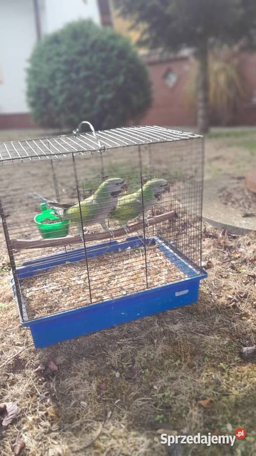 Sprzedam papugi Raków