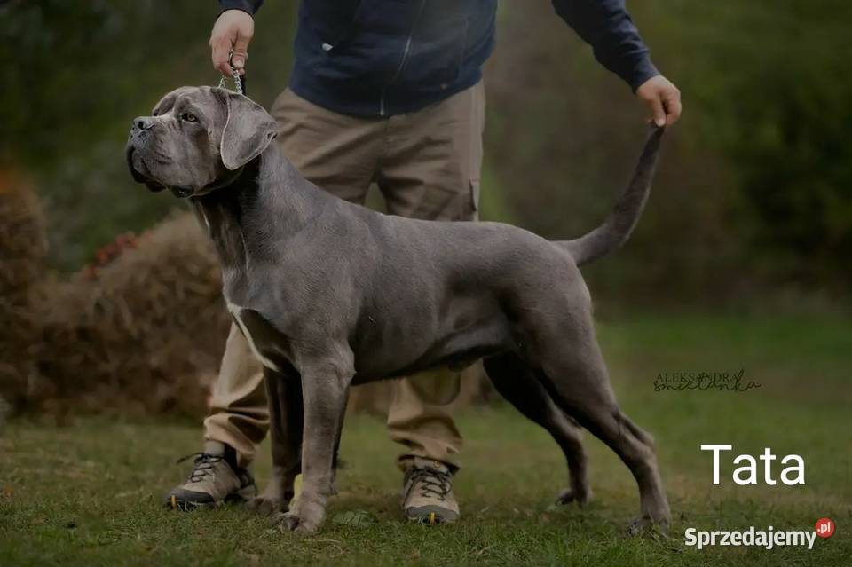 Cane Corso FCI suczka zagraniczne krycie świętokrzyskie