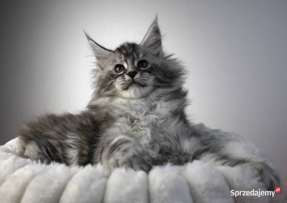 Śliczna puszysta koteczka maine coon