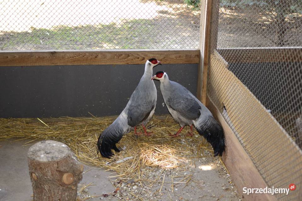 Uszaki mutacja biało siwe Rzeszów