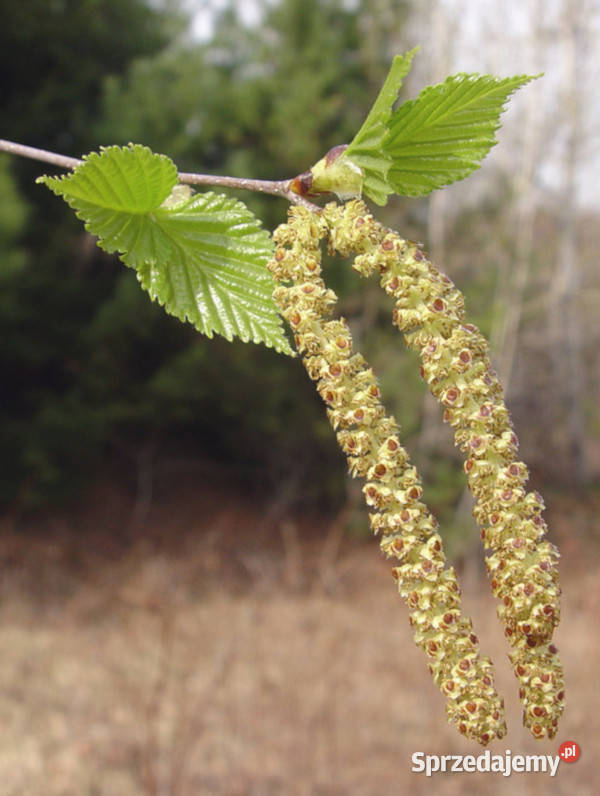 BRZOZA PAPIEROWA Betula papyrifera NASIONA 10000 Nasiona Lubanie sprzedam