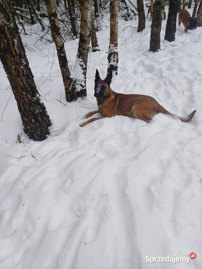 Owczarek Belgijski Zambrów