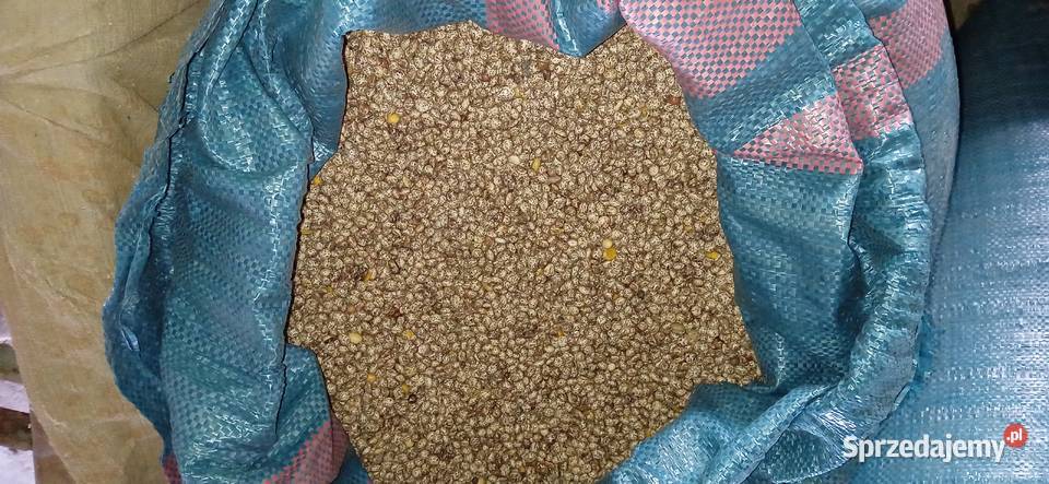 Sprzedam Łubin Słodki Żółty Mister Budzyń