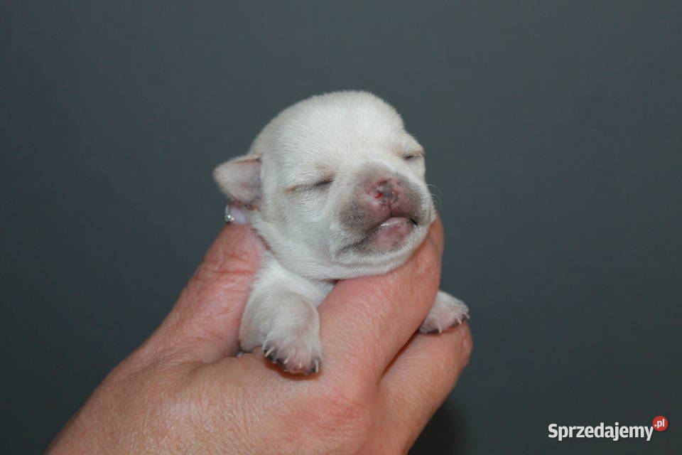Chihuahua krótkowłosa dziewczynka ZKwP FCI Świnoujście