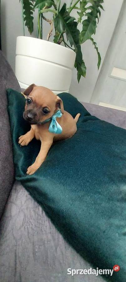 Pinczer Miniaturowy Radom