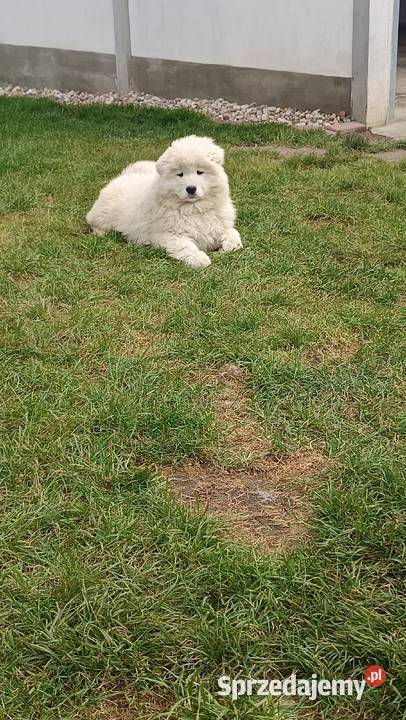 Szczenięta rasy Samoyed Pozostałe kujawsko-pomorskie Piotrków Kujawski