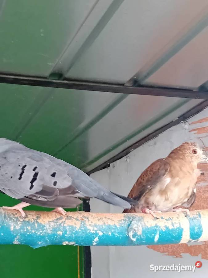 Śińiaczek plamisty para dorosła Siedlce