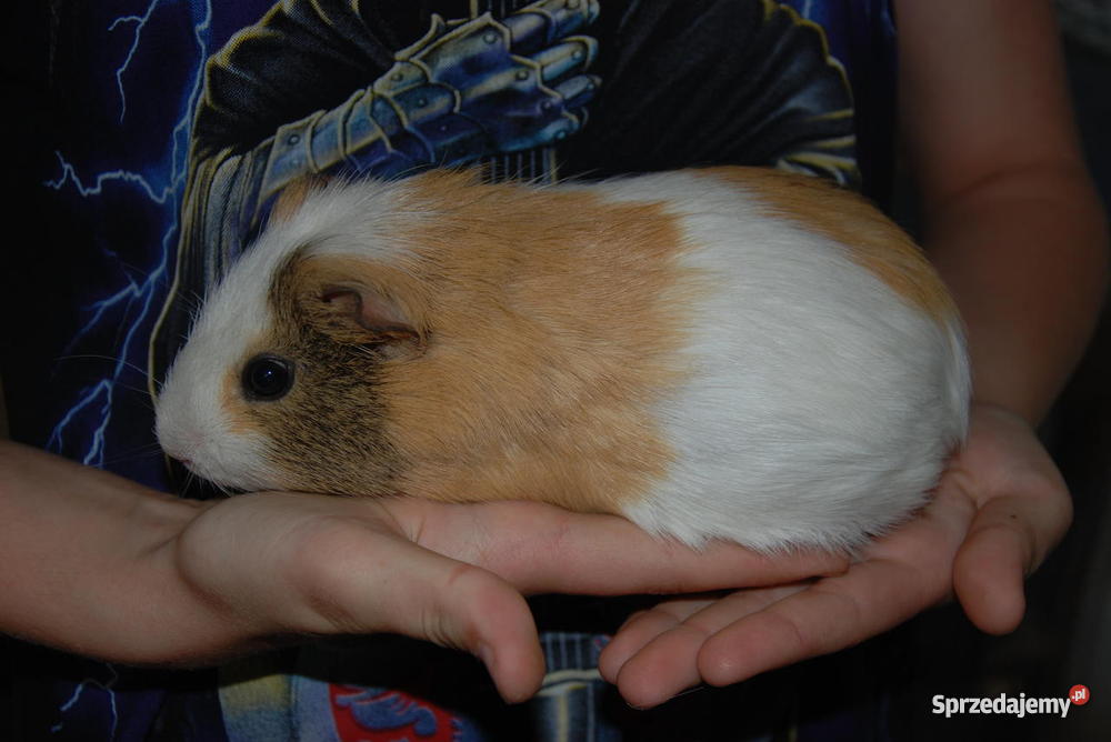 Świnka morska SAMICZKA Targoszyn sprzedam