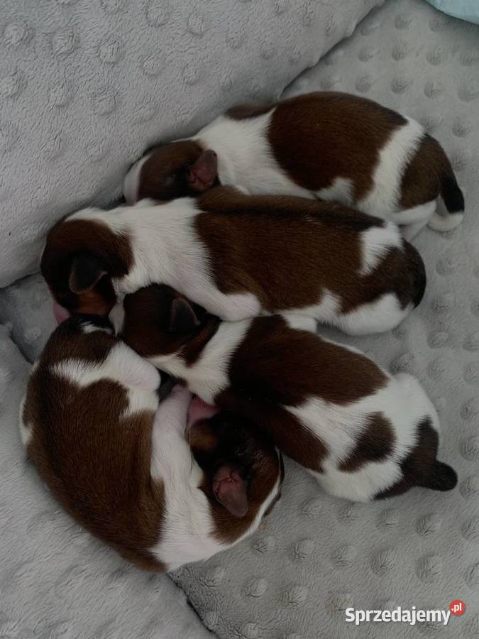 Płochacz holenderski Netherlandse Kooikerhondje sprzedam