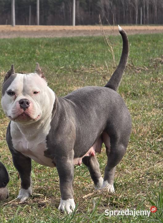 American bully Opalenica