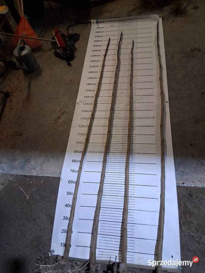 Sadzonka i podkladka morwa katalpy klon modrzew Chrząchów