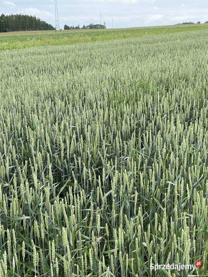 Sprzedam pszenicę Ozima tegoroczna 2025 Kamień sprzedam