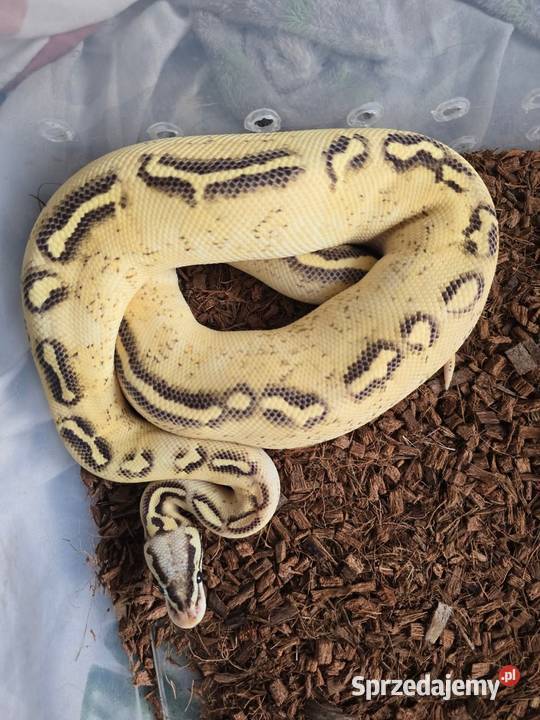 Firefly Freeway samiec Warszawa