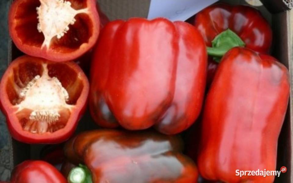 Sprzedam paprykę Chouca czerwona Turbine żółta sprzedam