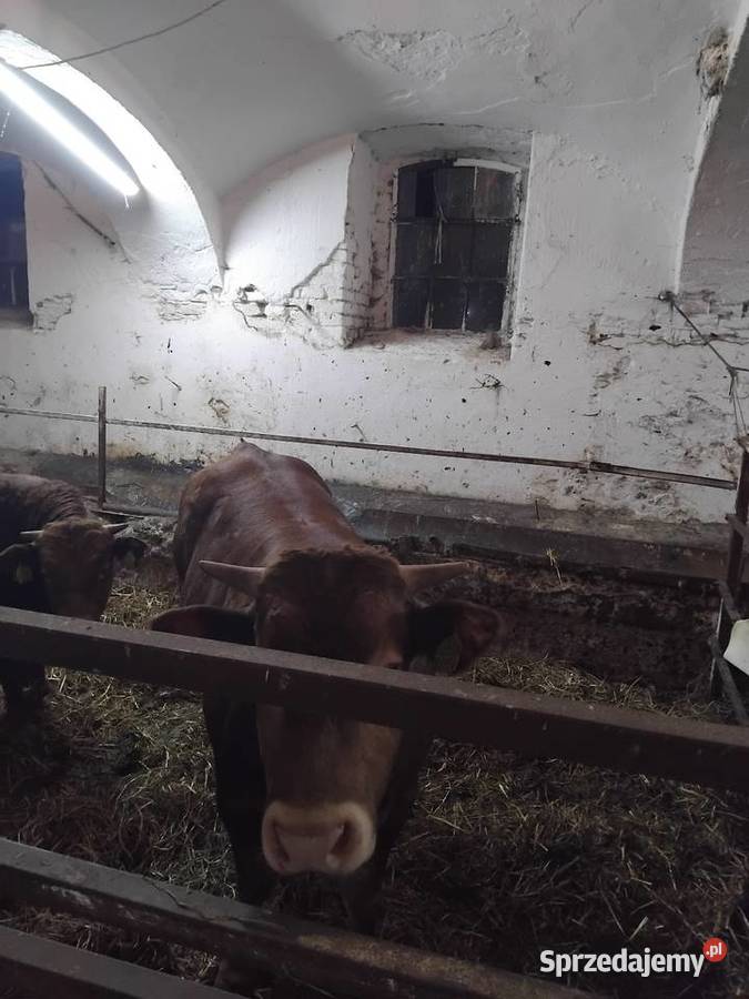 Sprzedam rozpłodnika 100limusine Ogonowice