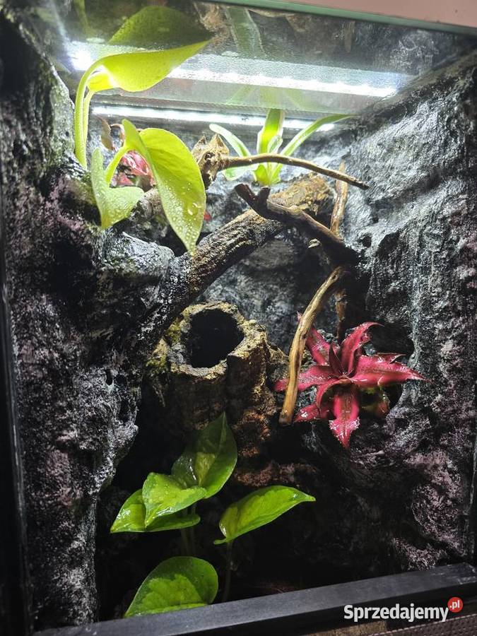 Terrarium tropikalne 25x25x40 z gekonami Gady i płazy Ostrów Wielkopolski