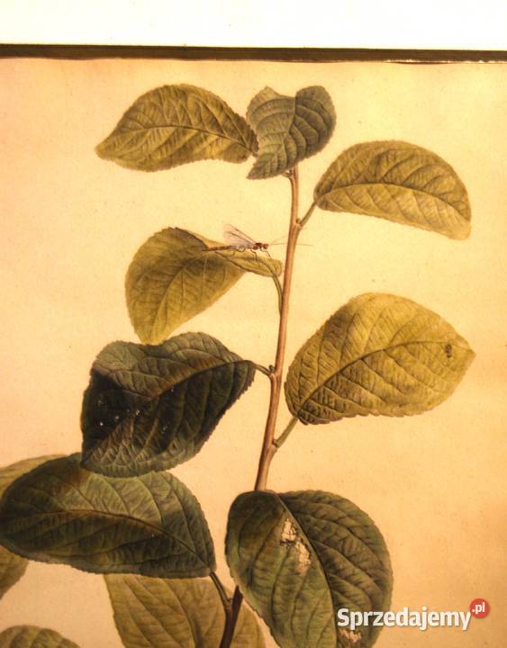 BESSA Pancrace akwatintowa rycina z owocem Poznań