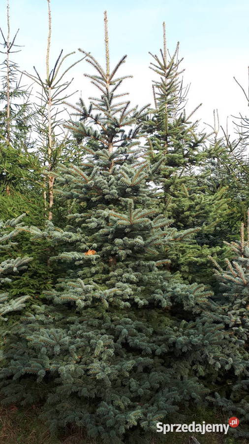 Choinka świerk srebrny 4m Mokrzesz