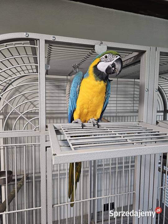 Ara Ararauna Ptaki Łagiewniki
