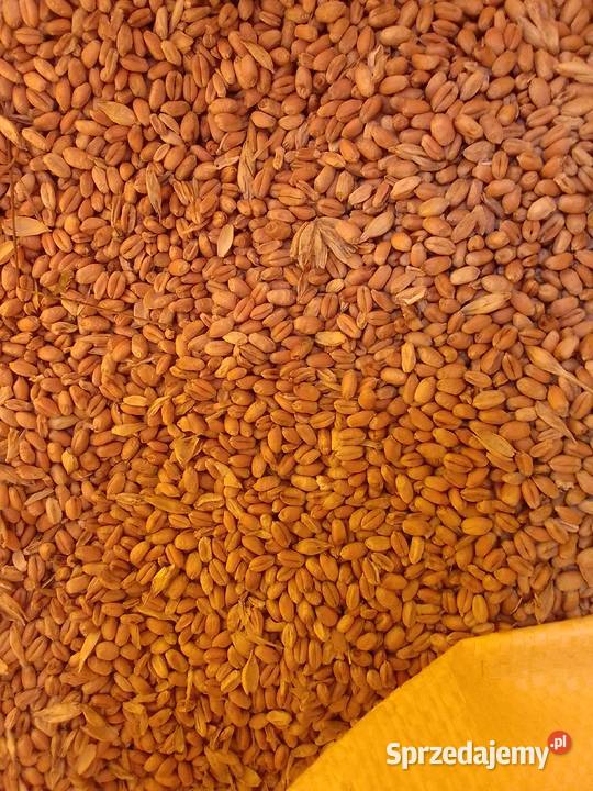 Pszenica workowana Zboża Kończyce Małe