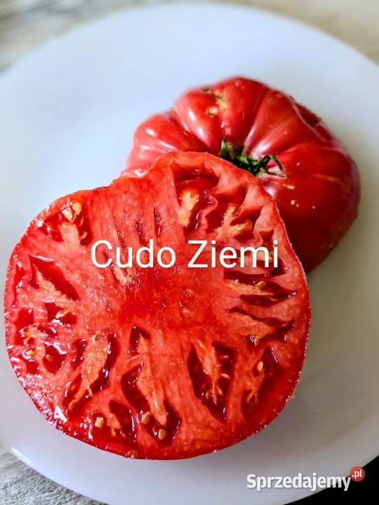 Pomidor odporny na zarazę z OC Syberia grunt Kraków