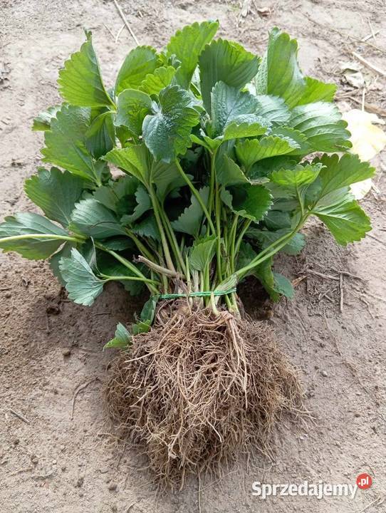 Sadzonki truskawek Malwina Patrycja Gigant mazowieckie