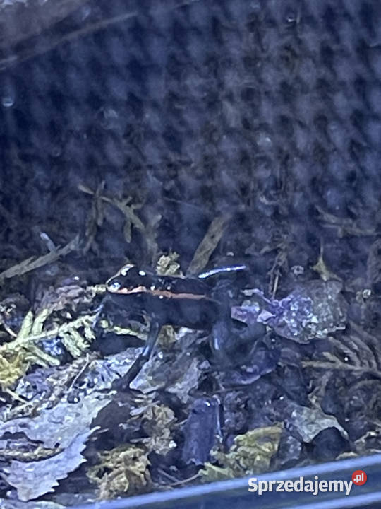 Phyllobates Vittatus Warszawa