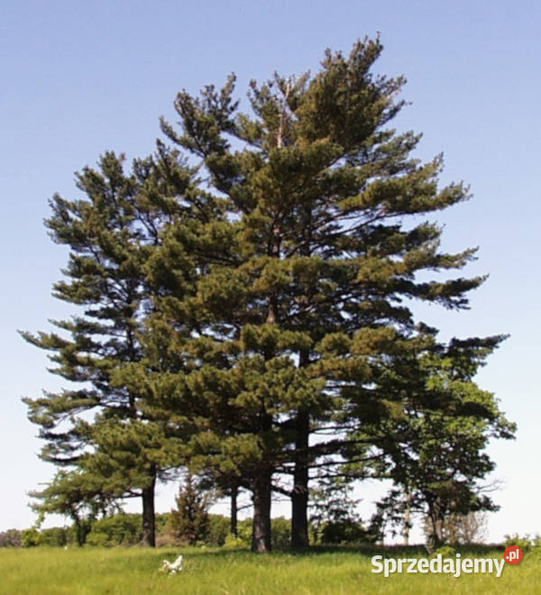 SOSNA WEJMUTKA Pinus strobus NASIONA 350 sztuk Lubanie