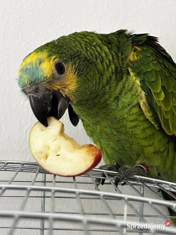 Amazonka niebieskoczelna ręcznie karmiona Katowice