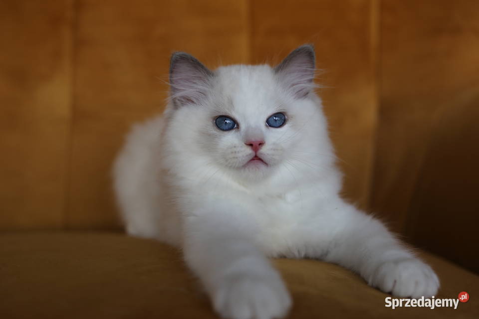 Kocurek Wedel Ragdoll z hodowli Castillo Cat Gorzów Wielkopolski