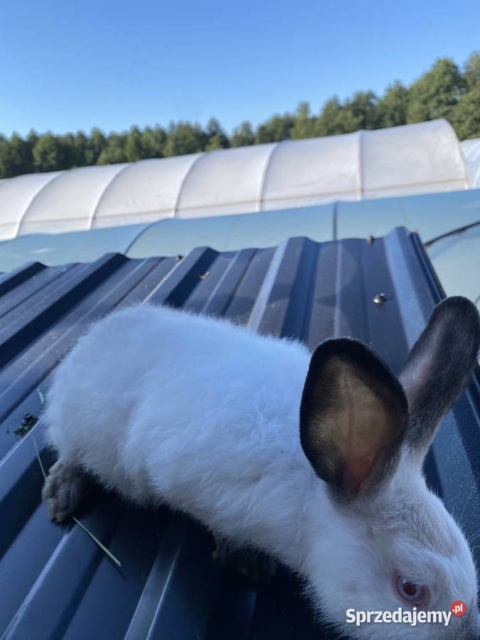 Króliki kalifornijskie Łomża sprzedam