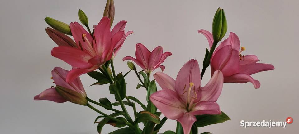 Cebulki lilia różowa bezwonna Ogród Warszawa