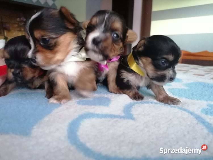 York shire terrier biewer carrier szczenięta York Chorzów