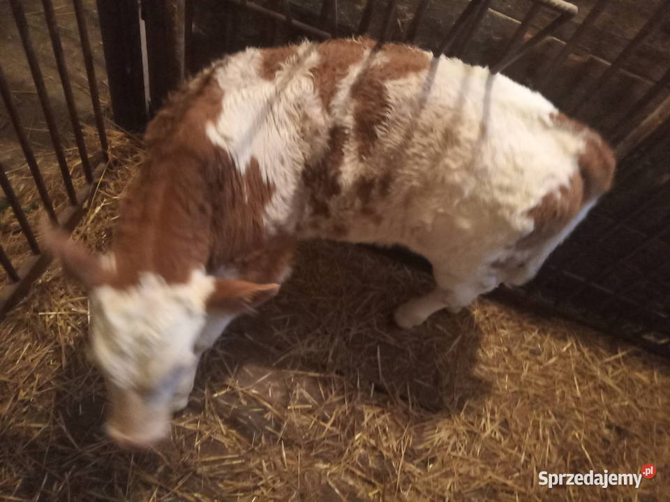 Byczek Simental Szyk