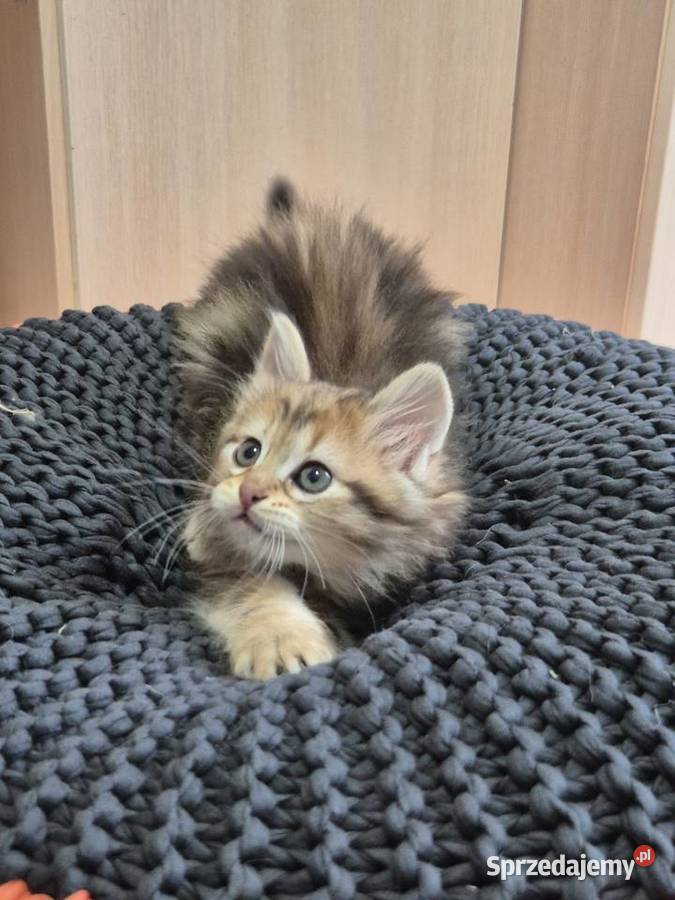 Syberyjska kotka OLIWKA rodowód FIFE FPL Syberyjski Stary Broniszew