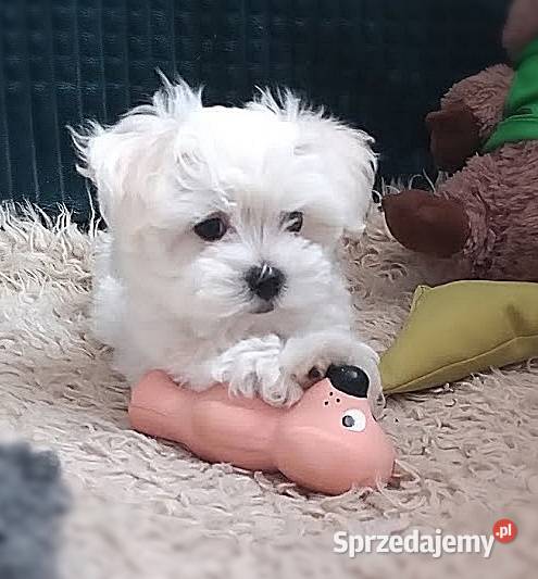 Maltańczyk szczenię BOY Racibórz