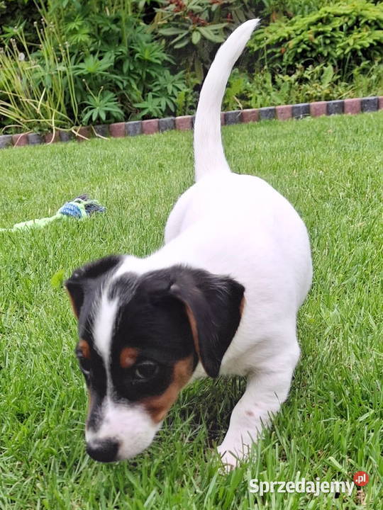 Jack Russell Terrier Łuków sprzedam