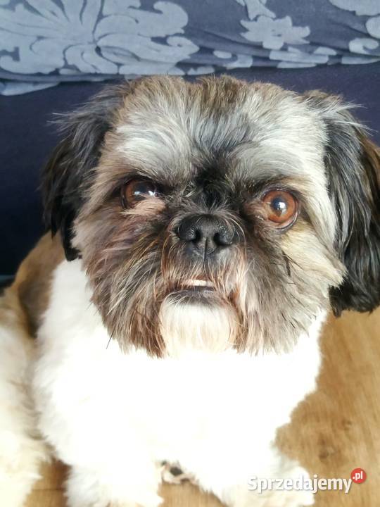 Reproduktor Shih Tzu