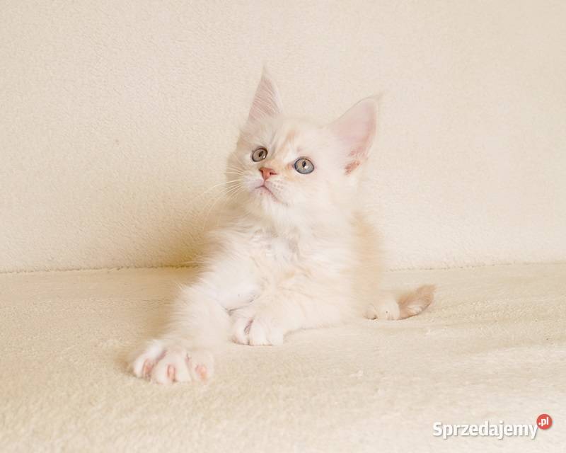 Prześliczny kocurek shaded Rodowód PZFWCF podlaskie Białystok