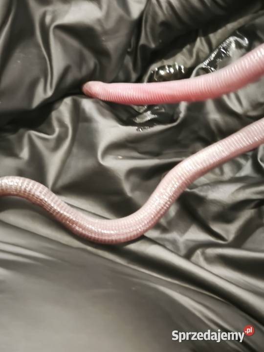 blanus sp blind snake slepucha młody osobnik Wałbrzych