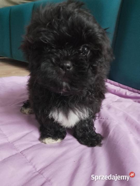 Piesek Shih Tzu z rodowodem Shih Tzu podlaskie Zambrów