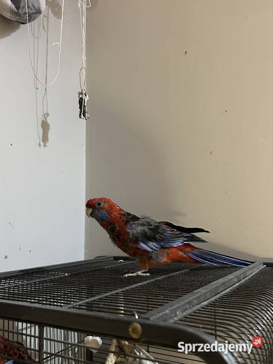 rozelle królewskie Ptaki Stara Iwiczna