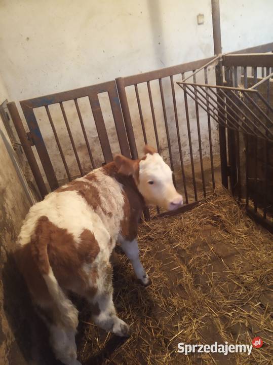 Byczek Simental małopolskie Szyk