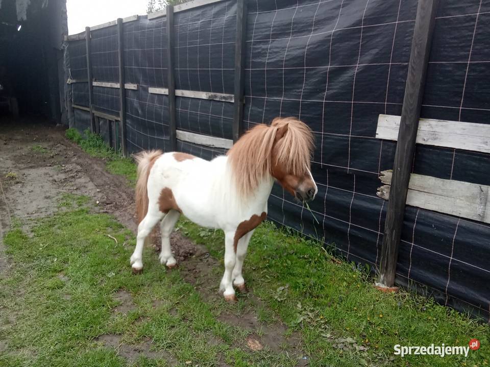 Kucyk konik ogierek Konie Bieglów