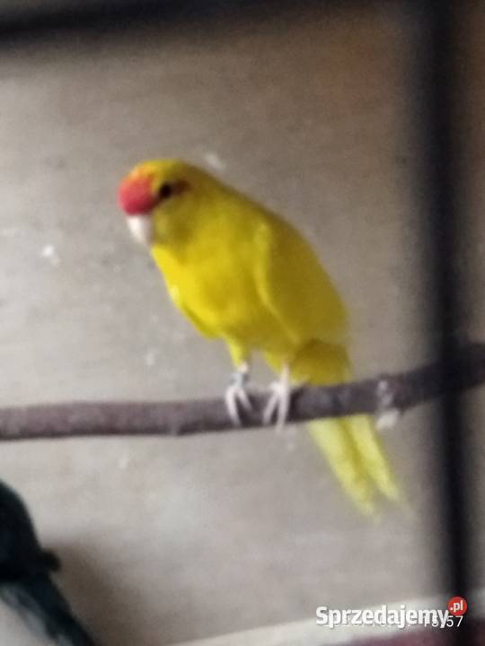 Modrolotki pary sprzedam Rybnik