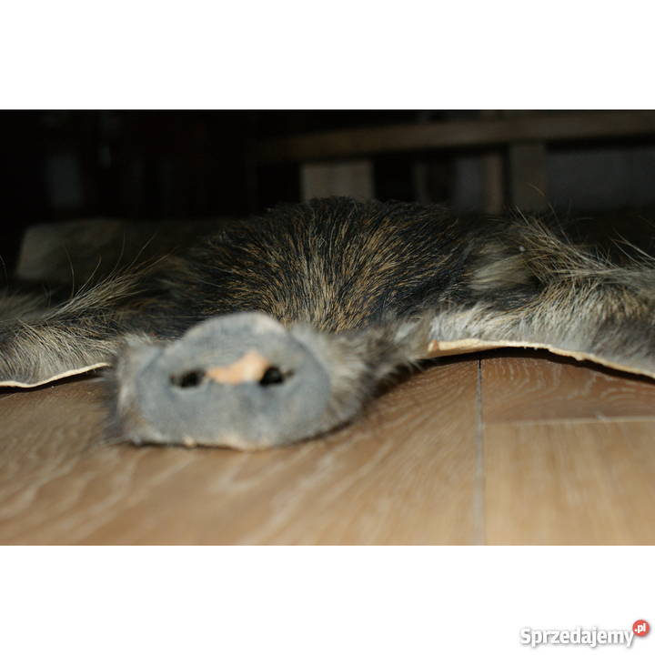 Trofeum myśliwskie pięknie wyprawiona skóra z Poznań sprzedam