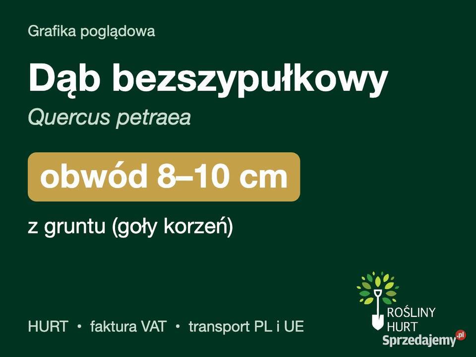 Dąb bezszypułkowy Quercus petraea obwód 810 z wielkopolskie