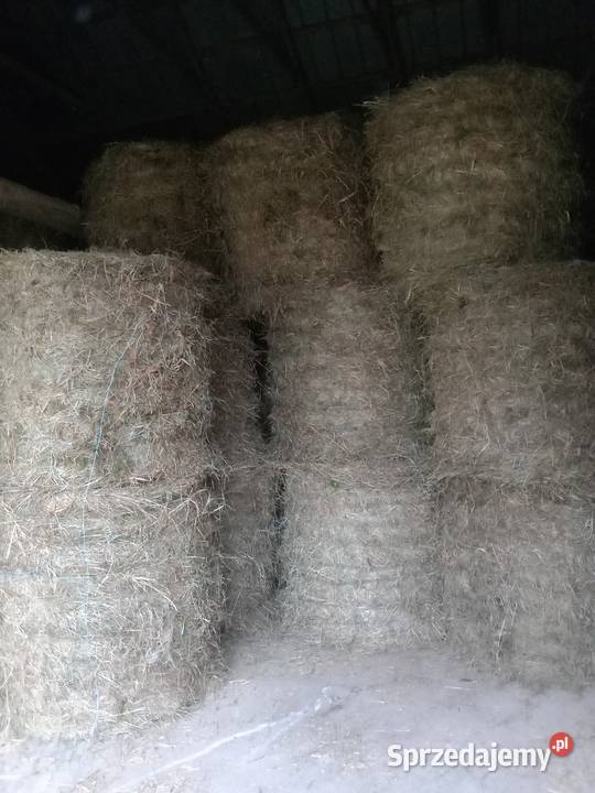 Siano w belach 22 sztuk Kramkówka Duża