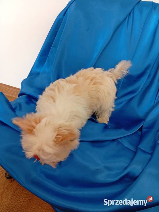 Malutki samczyk Golddust Yorkshire terrier nie Orzesze